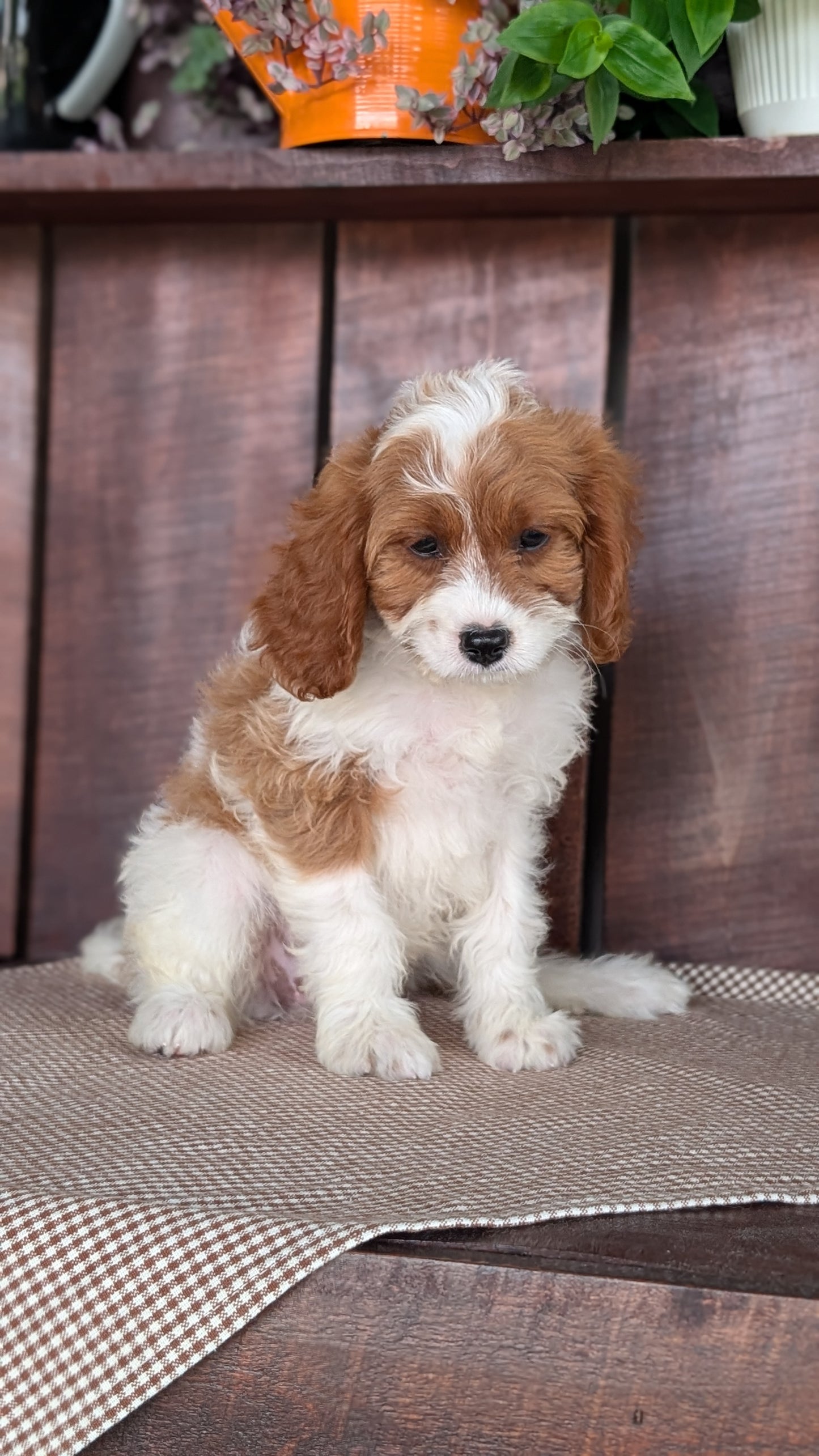 CAVAPOO (MAY 18) FEMALES