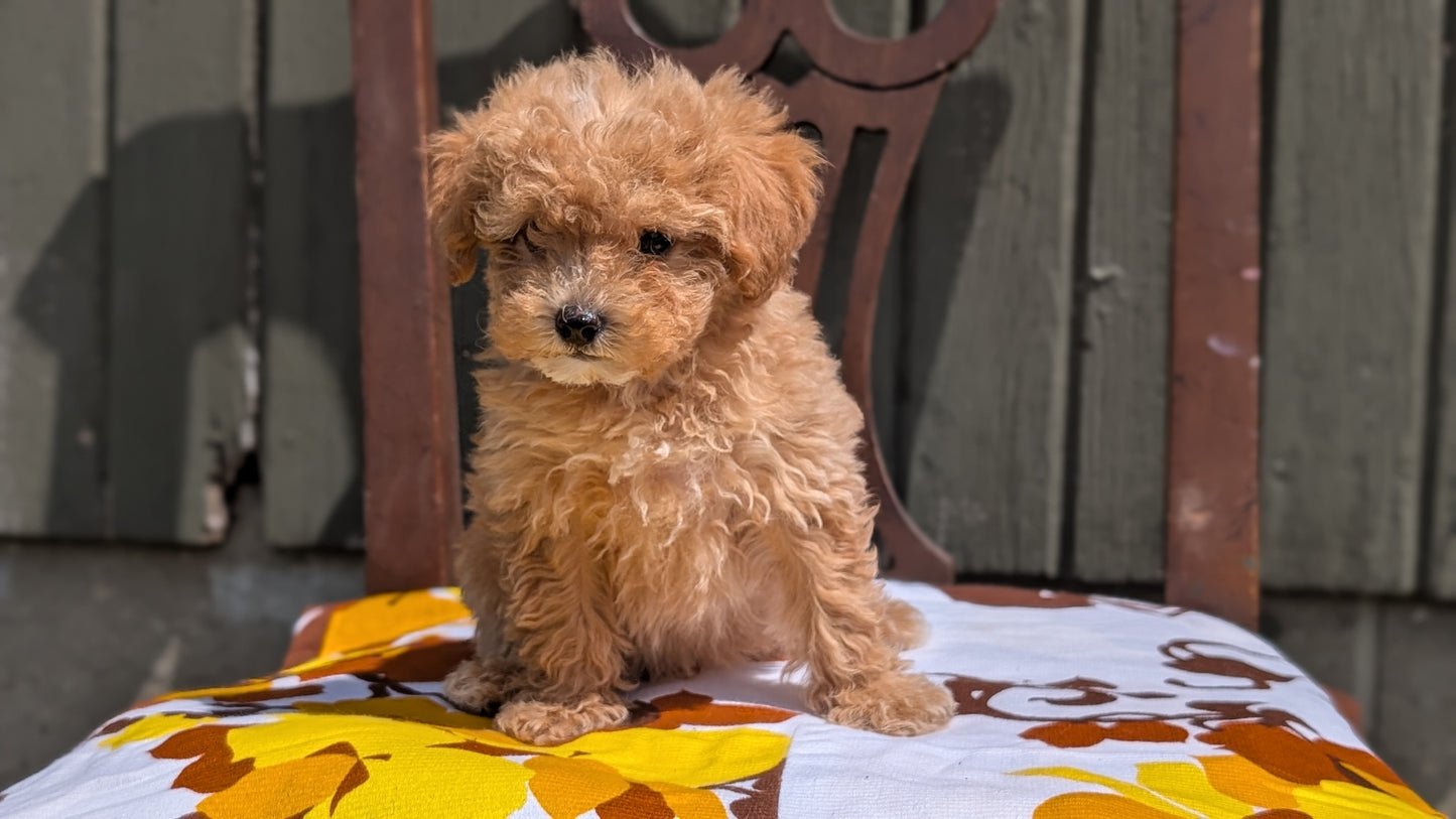 MINI POODLE (JUN 21) 4 MALES