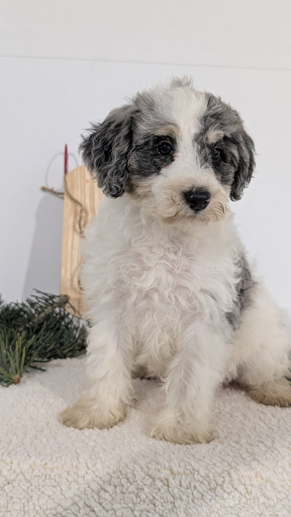 SCHNOODLE (09/20) FEMALE
