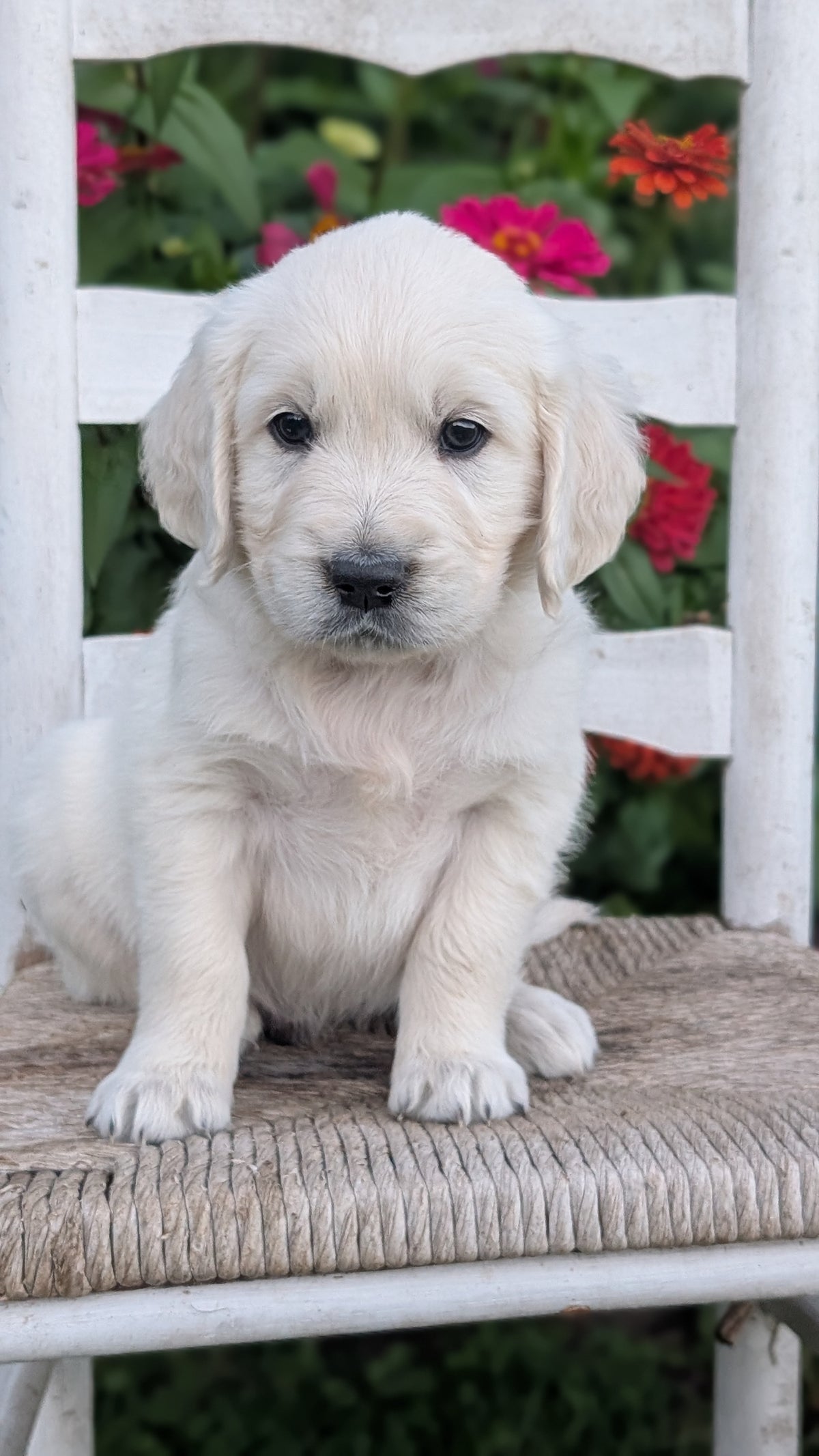 ENGLISH CREAM RETRIEVER (AUG 19) 3 MALES/4 FEMALES