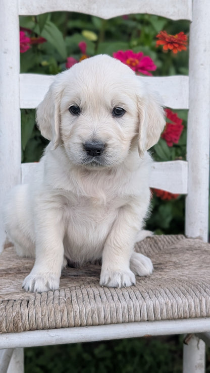 ENGLISH CREAM RETRIEVER (AUG 19) 3 MALES/4 FEMALES