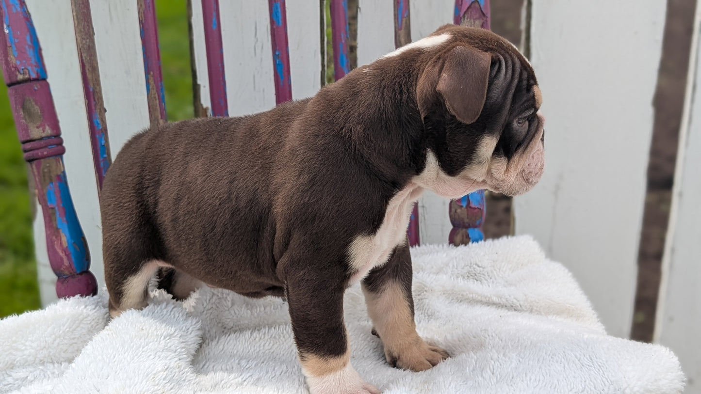 ENGLISH BULLDOG (FEB 09) MALES