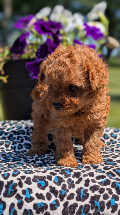 TOY POODLE (JUN 25) MALES
