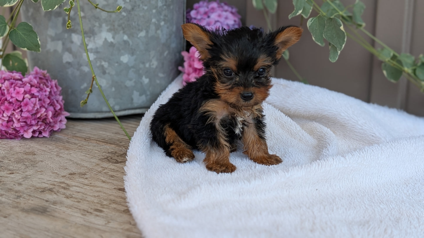 YORKSHIRE TERRIER (06/05) MALE