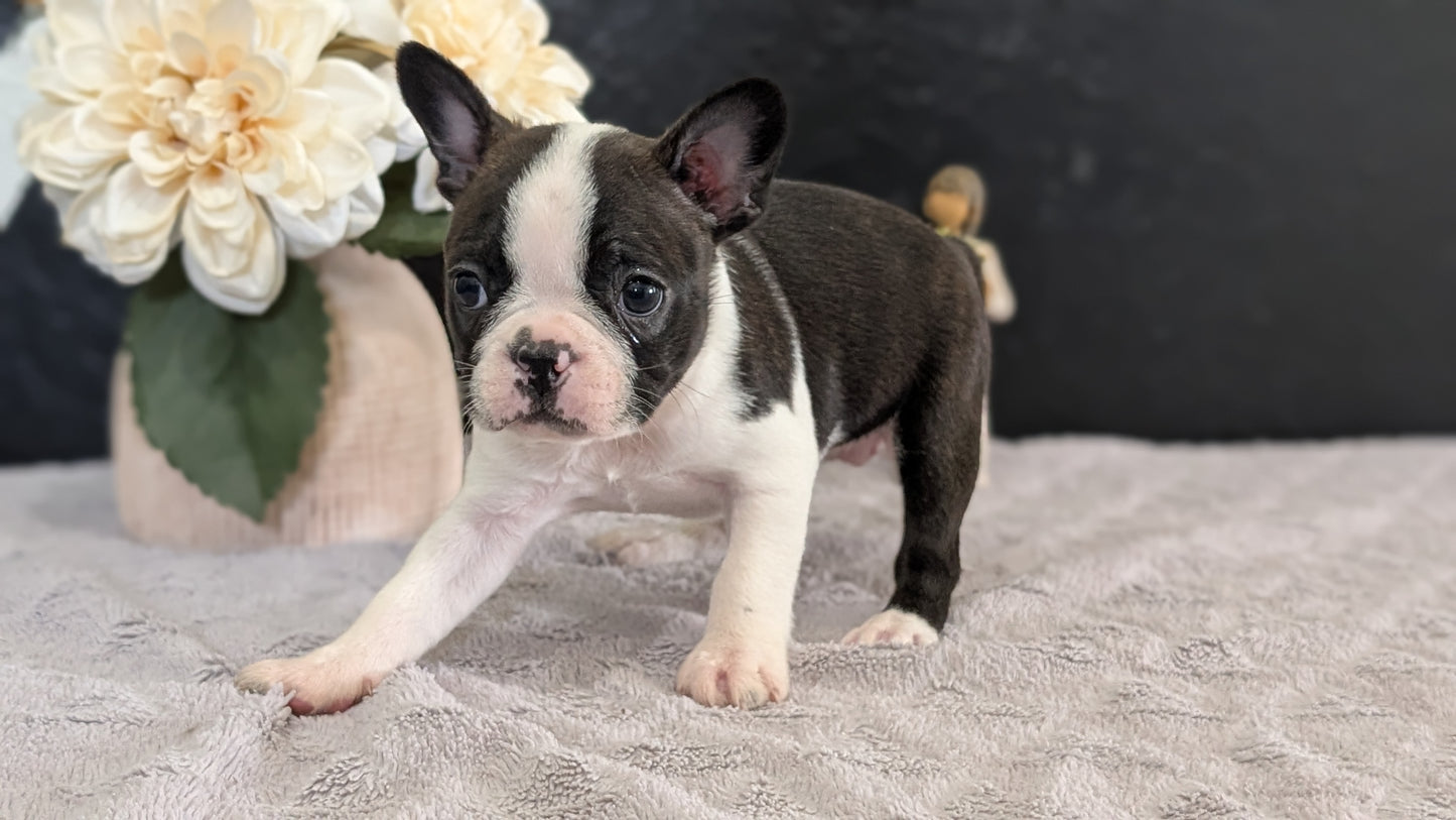 BOSTON TERRIER (FEB 09) FEMALES