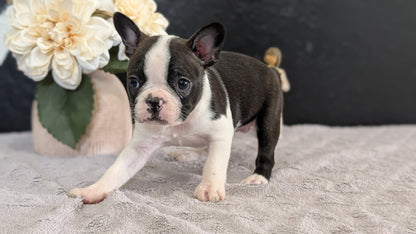 BOSTON TERRIER (FEB 09) FEMALES