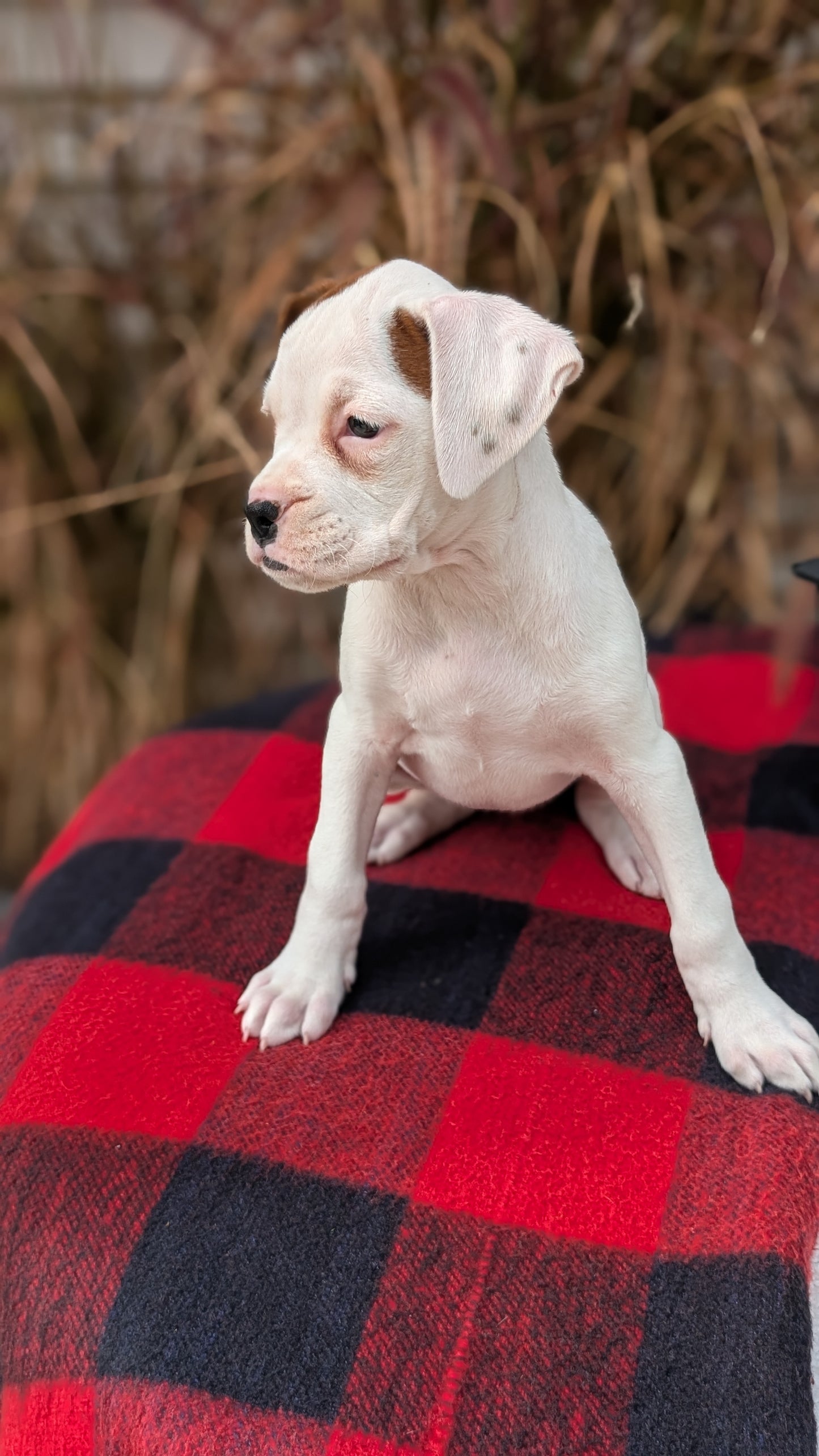 BOXER (08/20) FEMALE