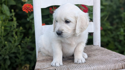 ENGLISH CREAM RETRIEVER (AUG 19) 3 MALES/4 FEMALES