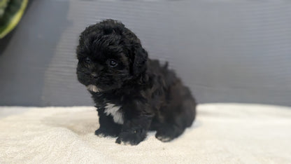 SHIH-POO (06/25) FEMALE