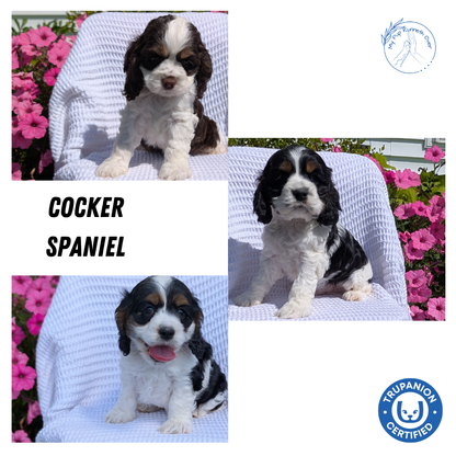 COCKER SPANIEL (07/17) FEMALE