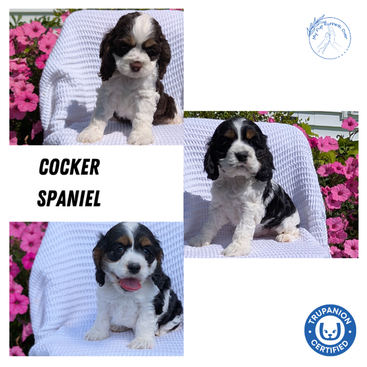 COCKER SPANIEL (07/17) FEMALE