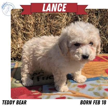 TEDDY BEAR (02/18) MALE