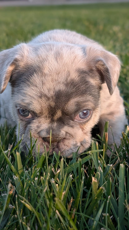 FRENCH BULLDOG (OCT 08) MALES