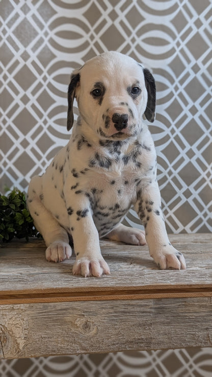 DALMATIAN (FEB 06) MALES