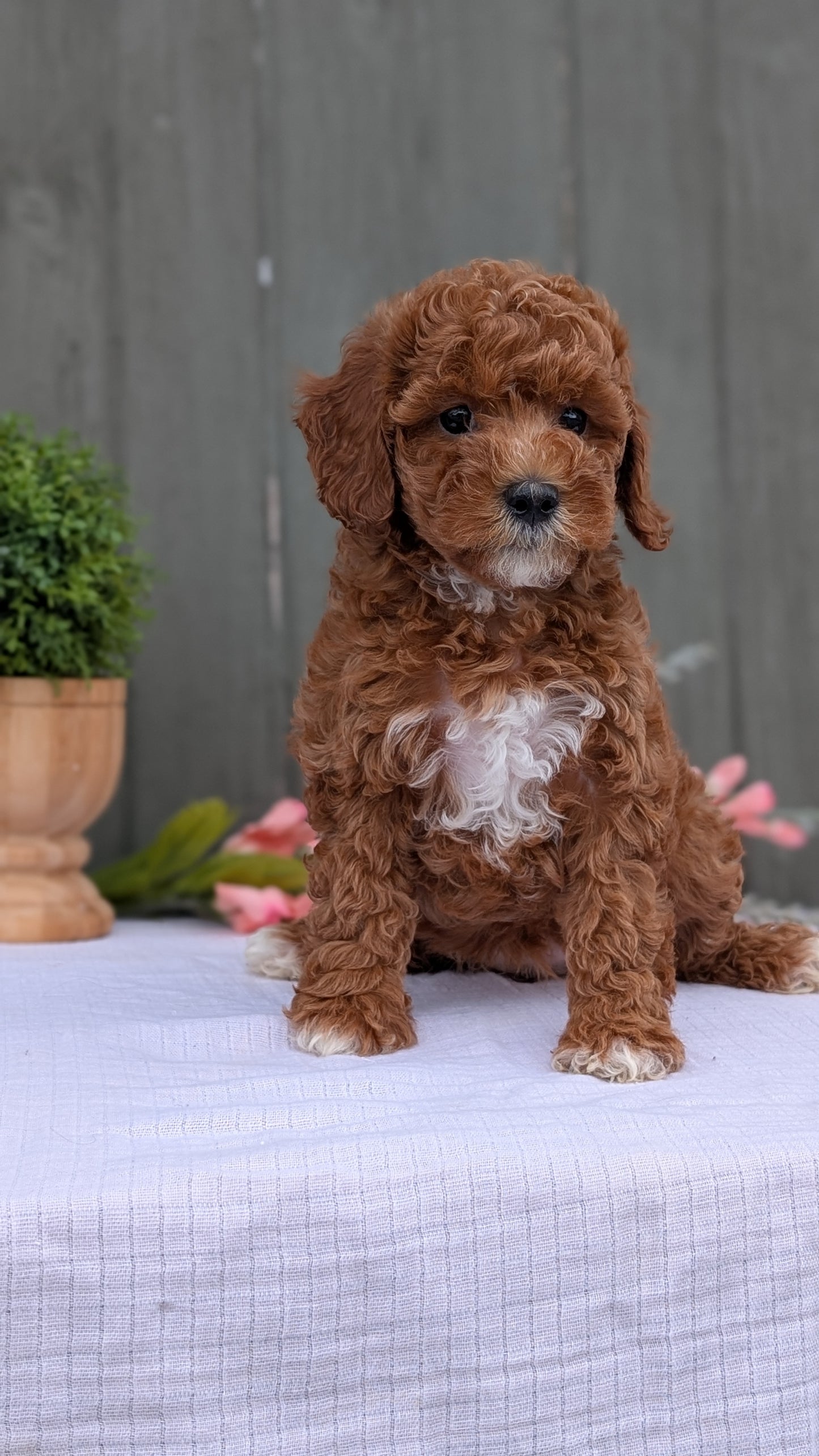 MINI POODLE (MAY 08) FEMALE