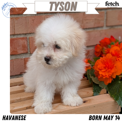 HAVANESE (MAY 14) MALES