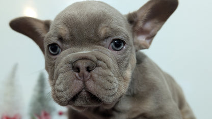 FRENCH BULLDOG (OCT 03) MALES