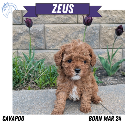 CAVAPOO (03/24) MALE