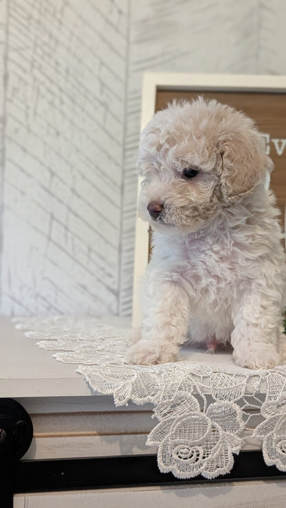 MALTIPOO (APR 05) MALES