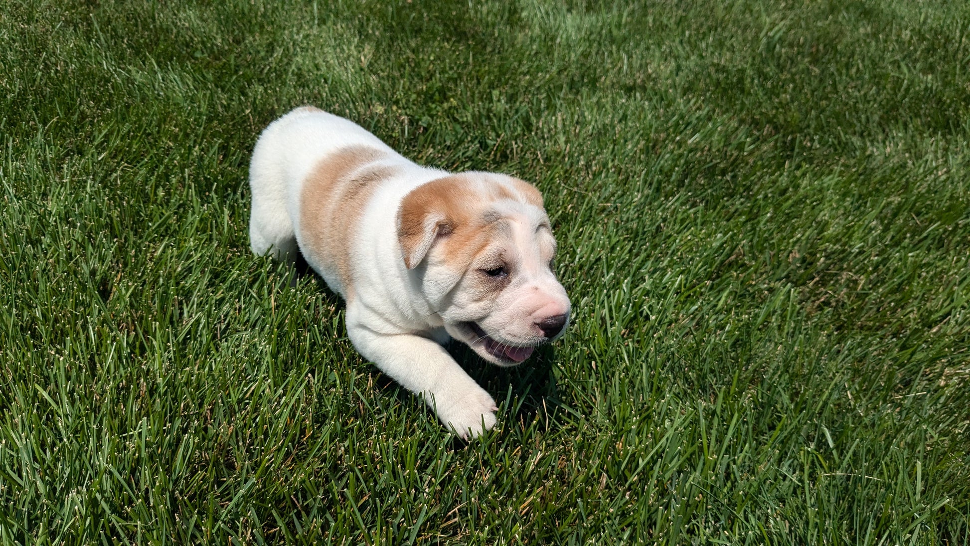 SHAR-PEI CROSS (06-30) FEMALE – My Pup Runneth Over