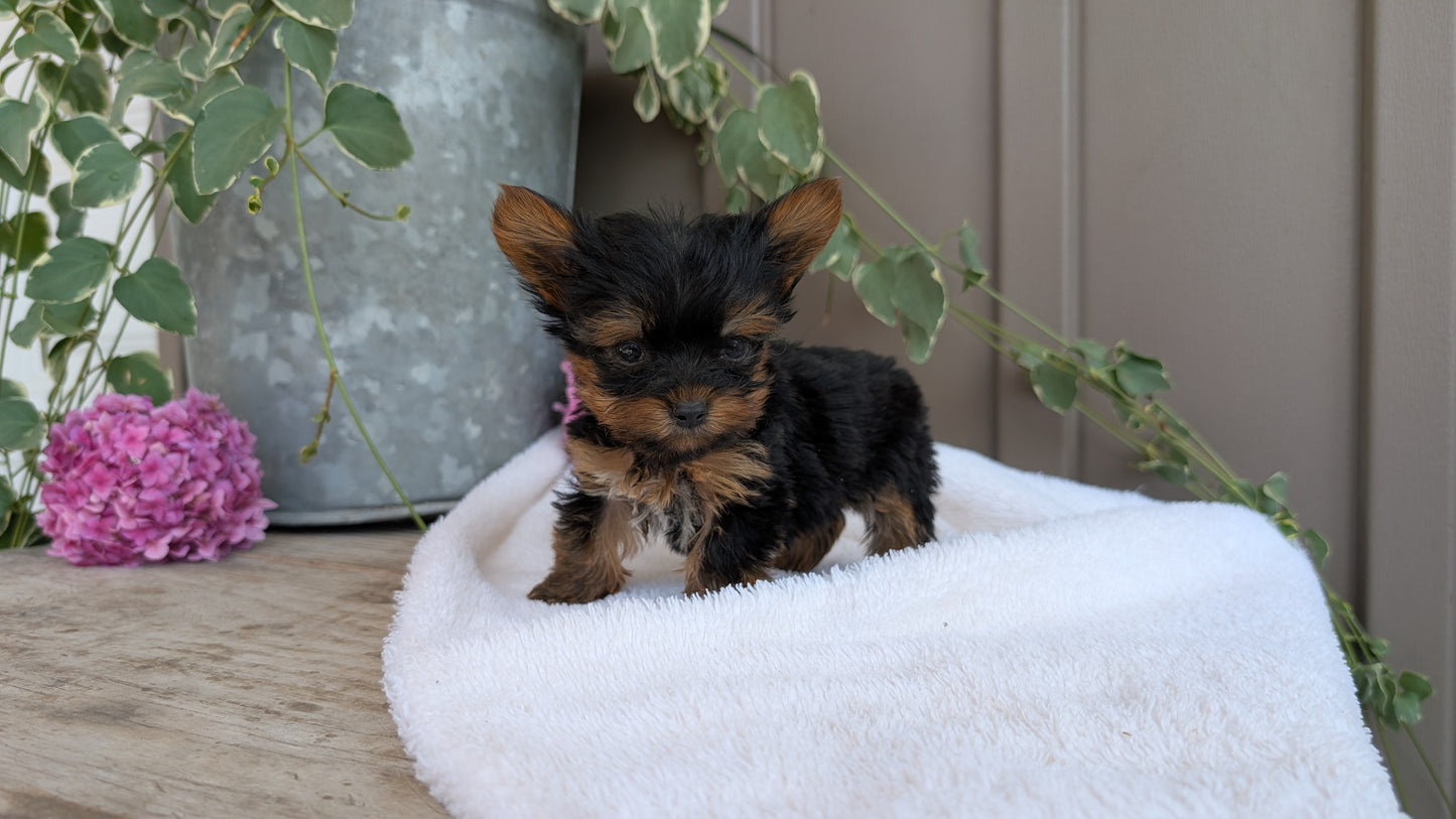 YORKSHIRE TERRIER (06/05) MALE