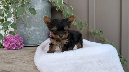 YORKSHIRE TERRIER (06/05) MALE