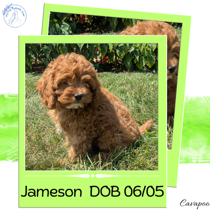 CAVAPOO (06/05) MALE