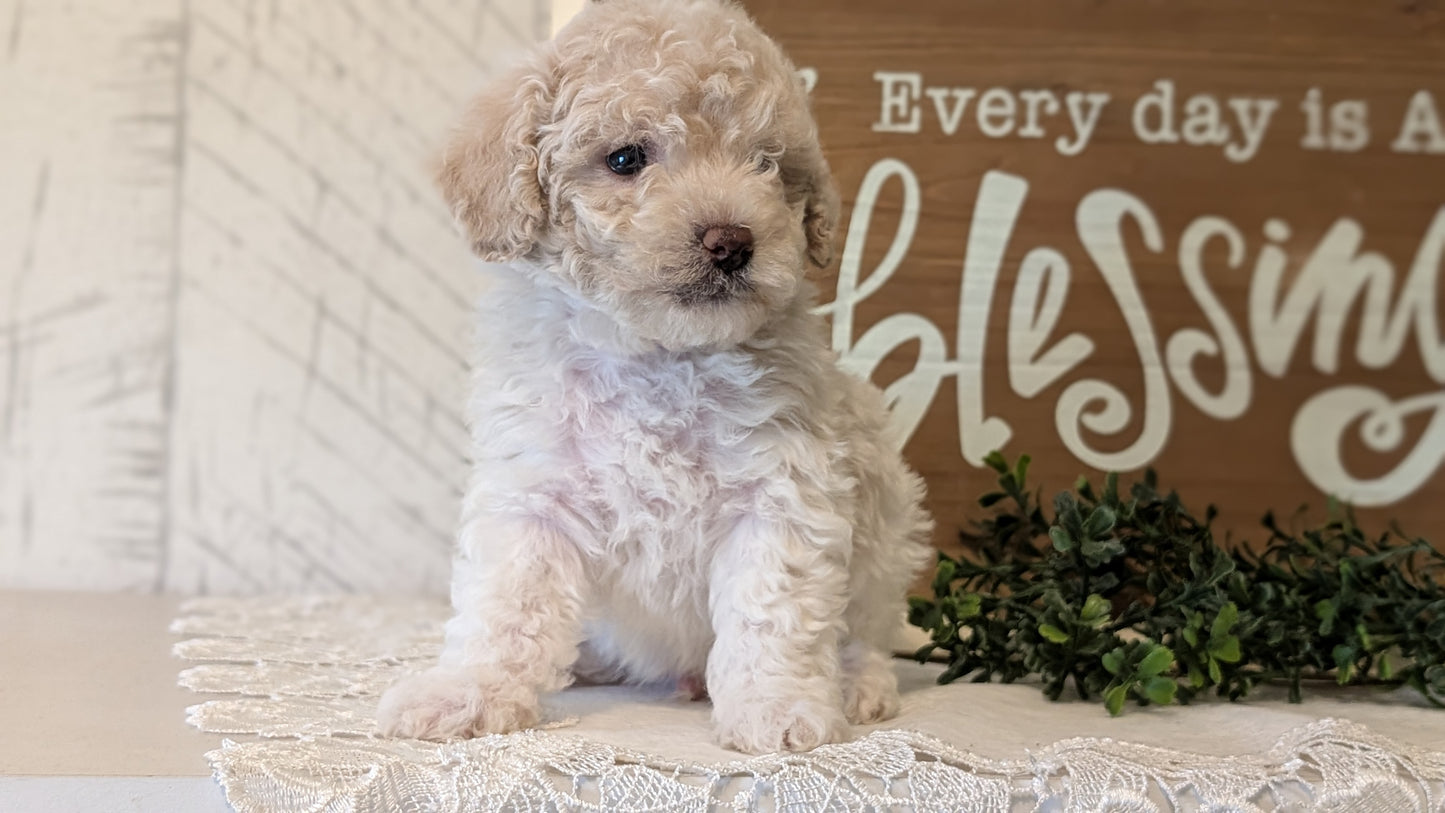 MALTIPOO (APR 05) MALES