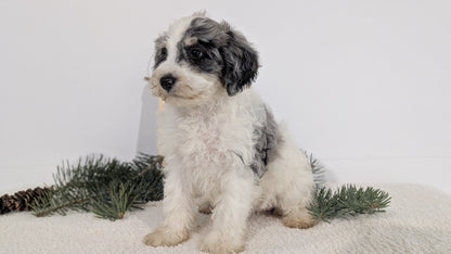 SCHNOODLE (09/20) FEMALE