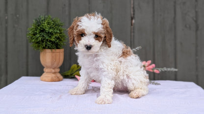 MINI POODLE (MAY 08) MALES