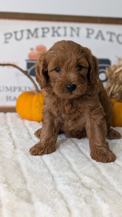 MINI GOLDENDOODLE (AUG 13) 6 MALES/3 FEMALES