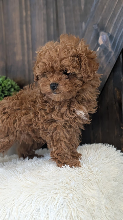 TOY POODLE (DEC 25) FEMALE