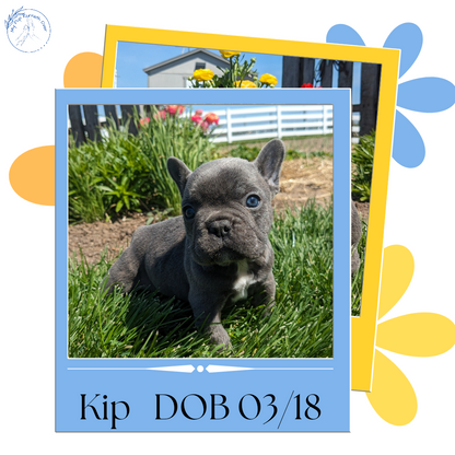 FRENCH BULLDOG (03/15) MALE