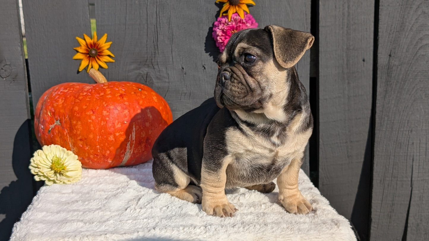 FRENCH BULLDOG (07/08) MALE