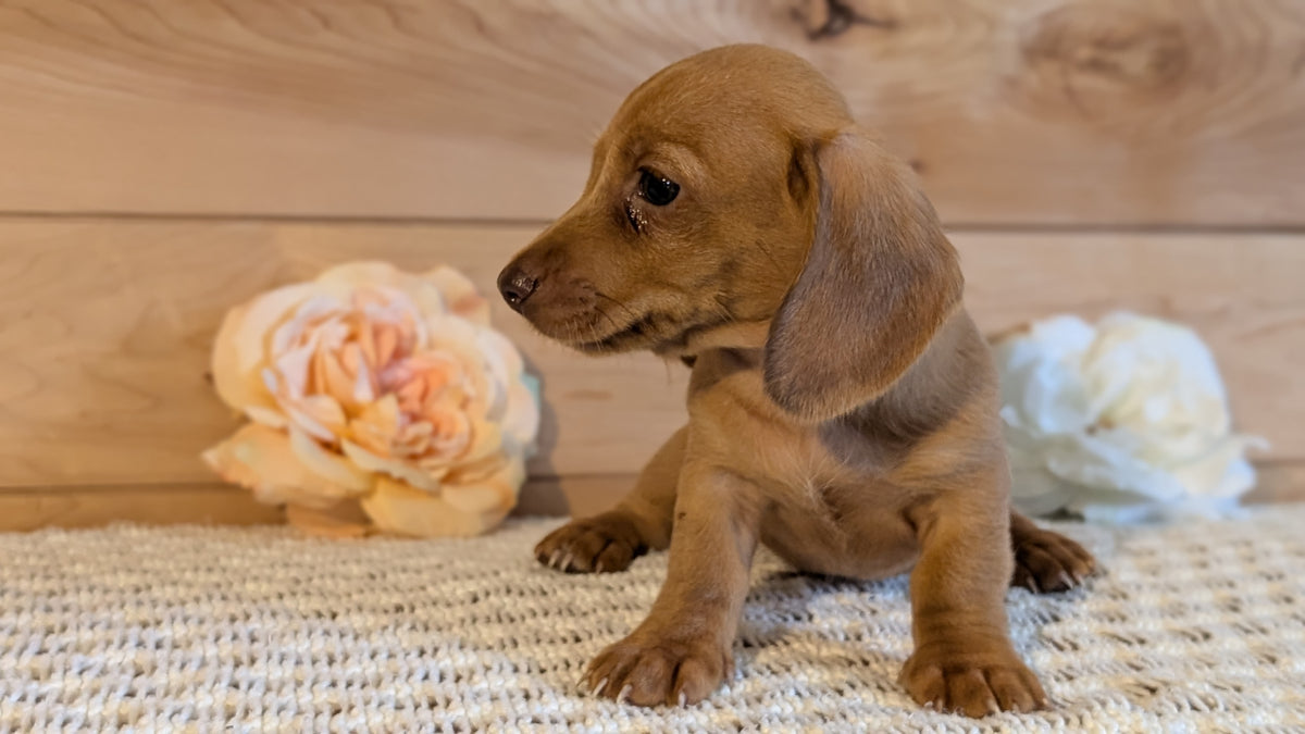 MINI DACHSHUND (JUL 30) 4 MALES/1 FEMALE