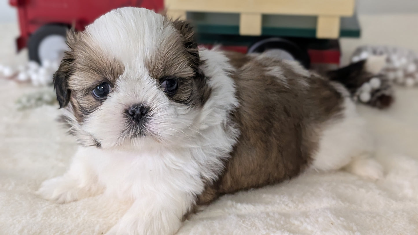 SHIH TZU (DEC 03) MALES
