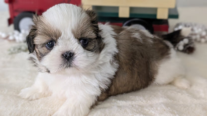 SHIH TZU (DEC 03) MALES