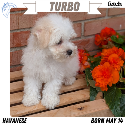 HAVANESE (MAY 14) MALES