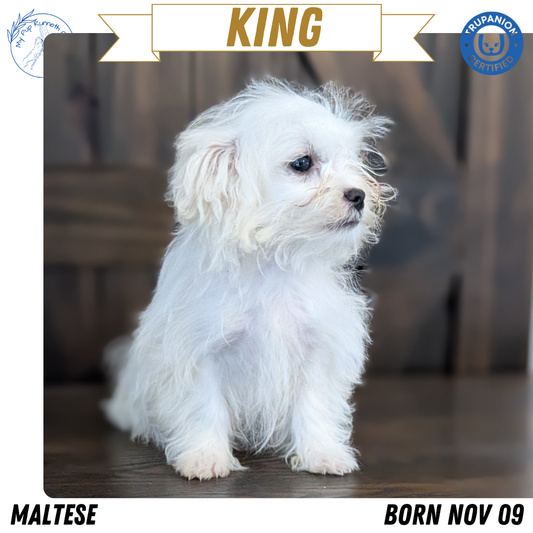 MALTESE (NOV 09) MALES
