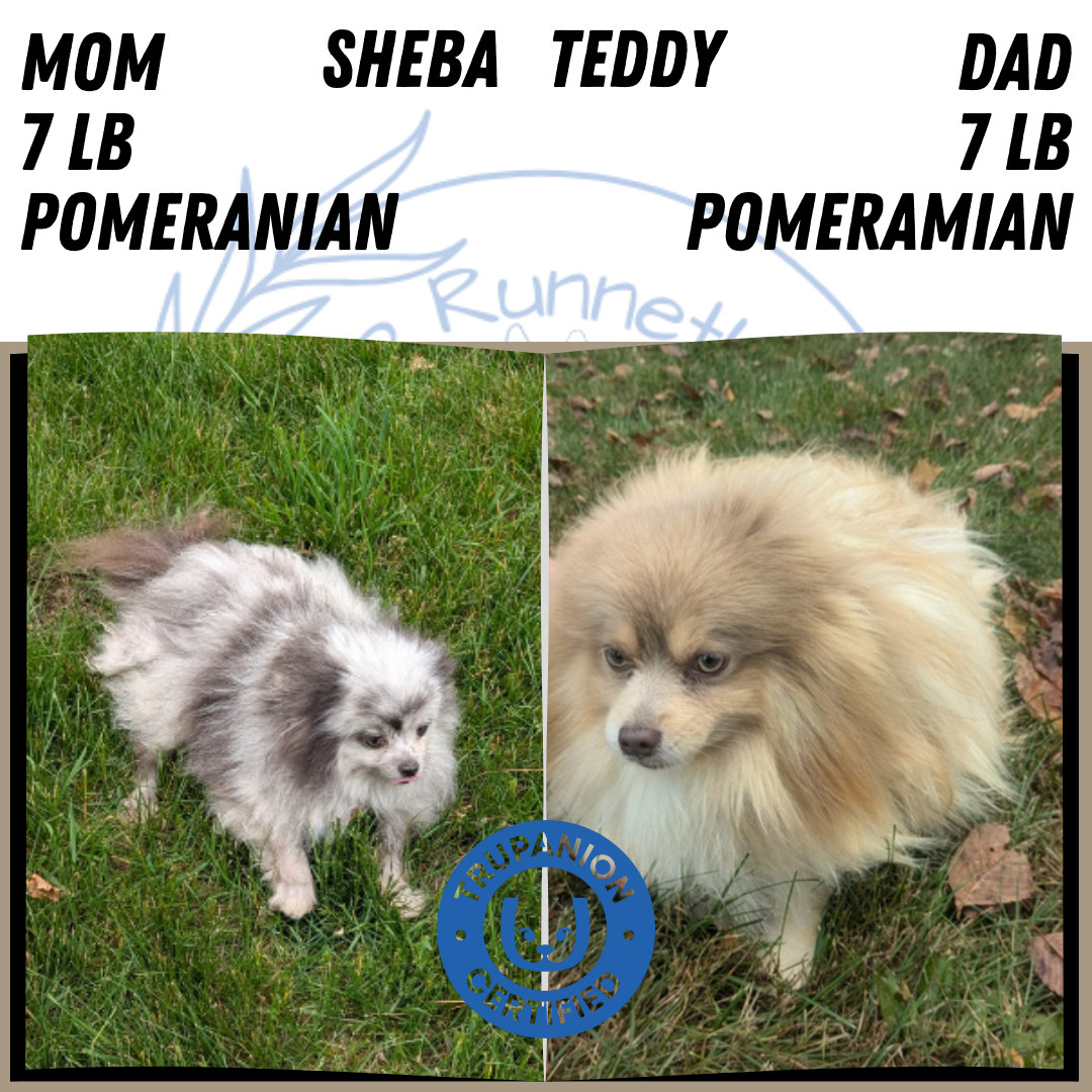 POMERANIAN (NOV 07) MALES