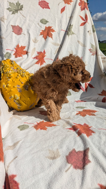 TOY POODLE (08/24) MALE