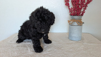 MINI BERNEDOODLE (OCT 15) MALES