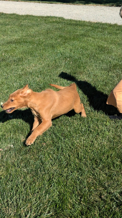 GOLDEN RETRIEVER (06/24) FEMALE