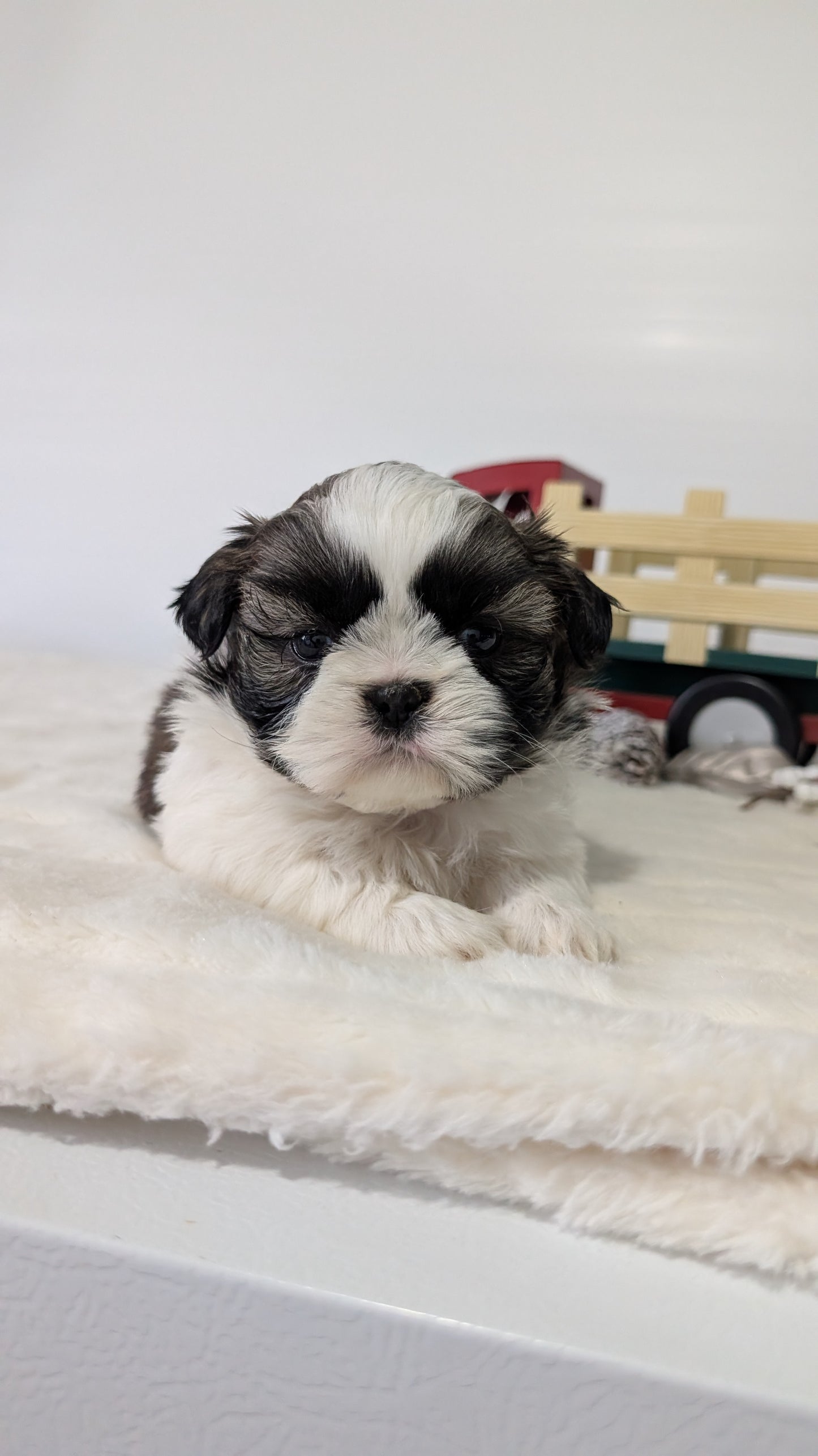 SHIH TZU (DEC 03) MALES