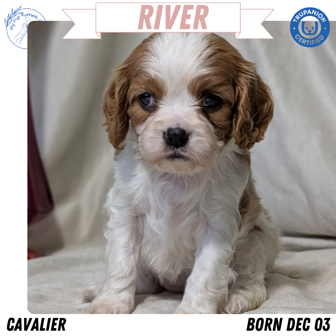 CAVALIER (DEC 03) FEMALES