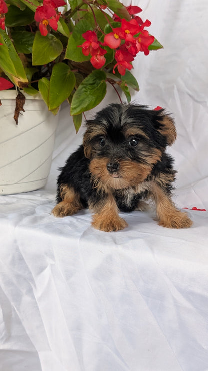 YORKSHIRE TERRIER (06/14) FEMALE