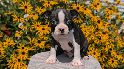 BOSTON TERRIER (JUL 11) 4 FEMALES/4 MALES