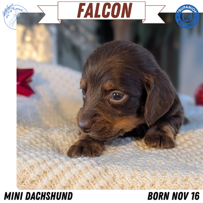 MINI DACHSHUND (NOV 16) MALES