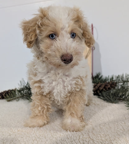 TOY POODLE (08/23) FEMALE