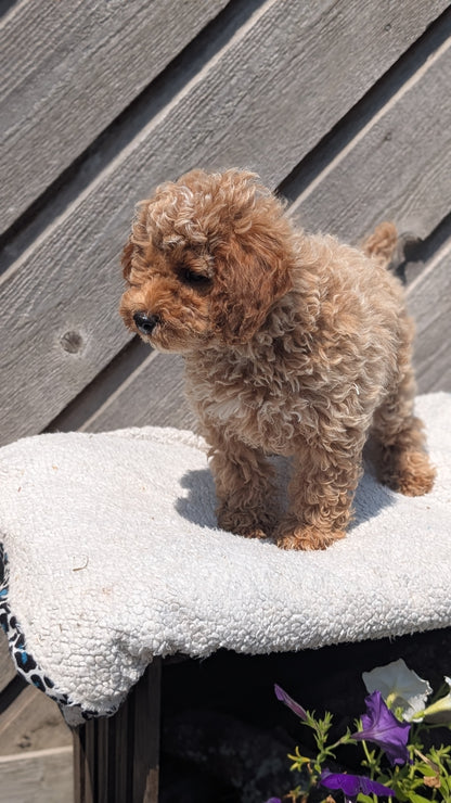 MINI POODLE (MAY 12) MALES